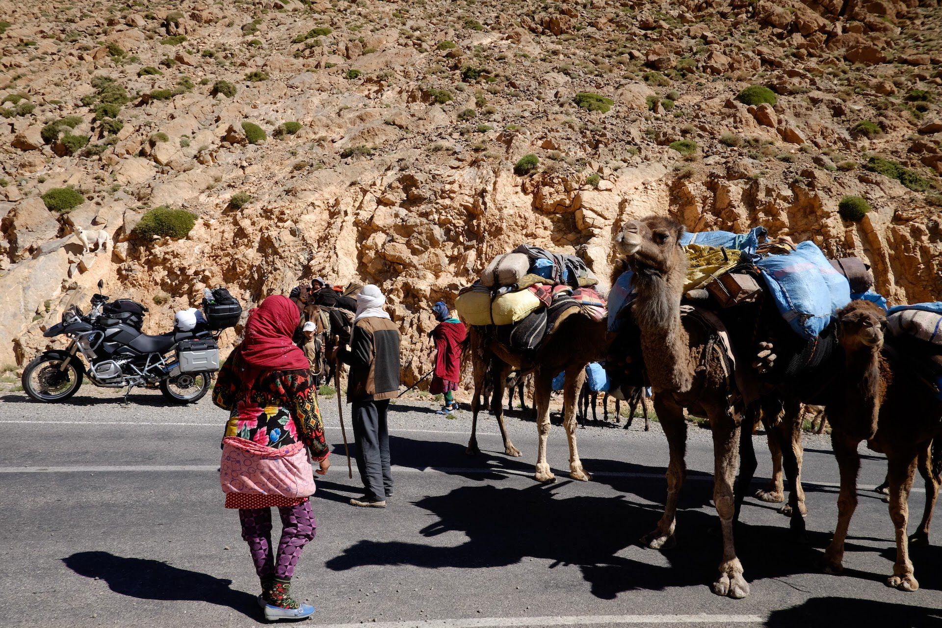 Mucca, berberi e dromedari
