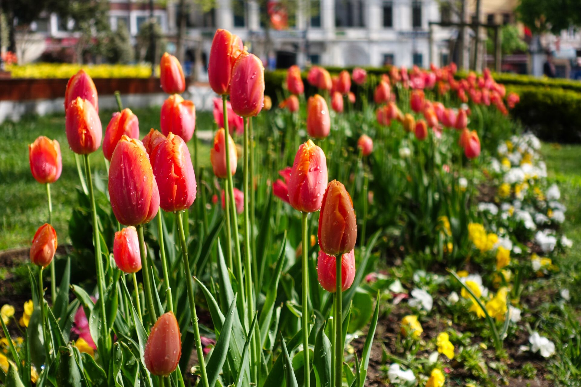 Tulipano fiore turco
