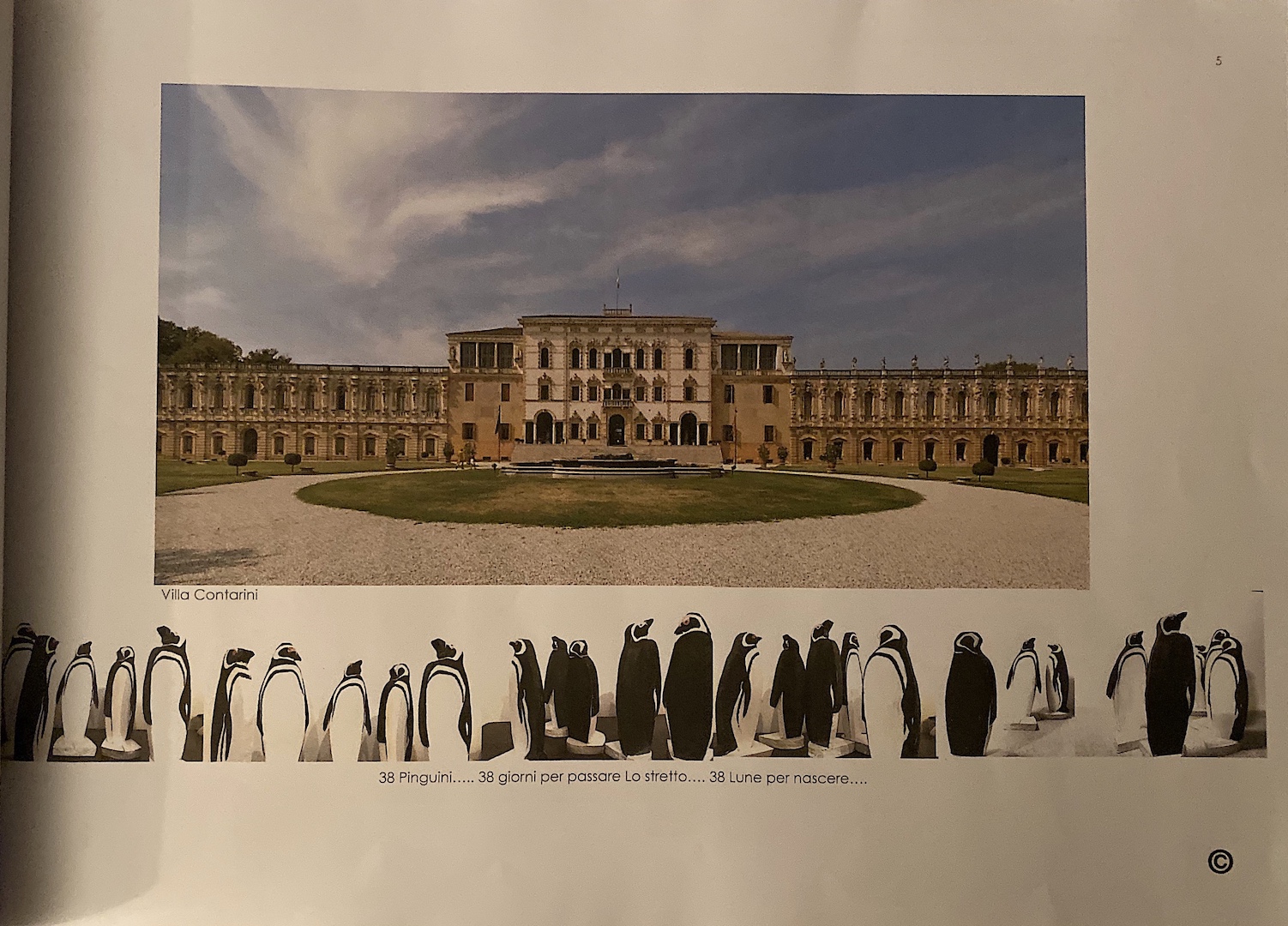 Il documento che certifica un progetto in fase di realizzazione a Vicenza, dove verranno posizionate delle statue di pinguino scolpite dall'artista Michelazzo Margherita
